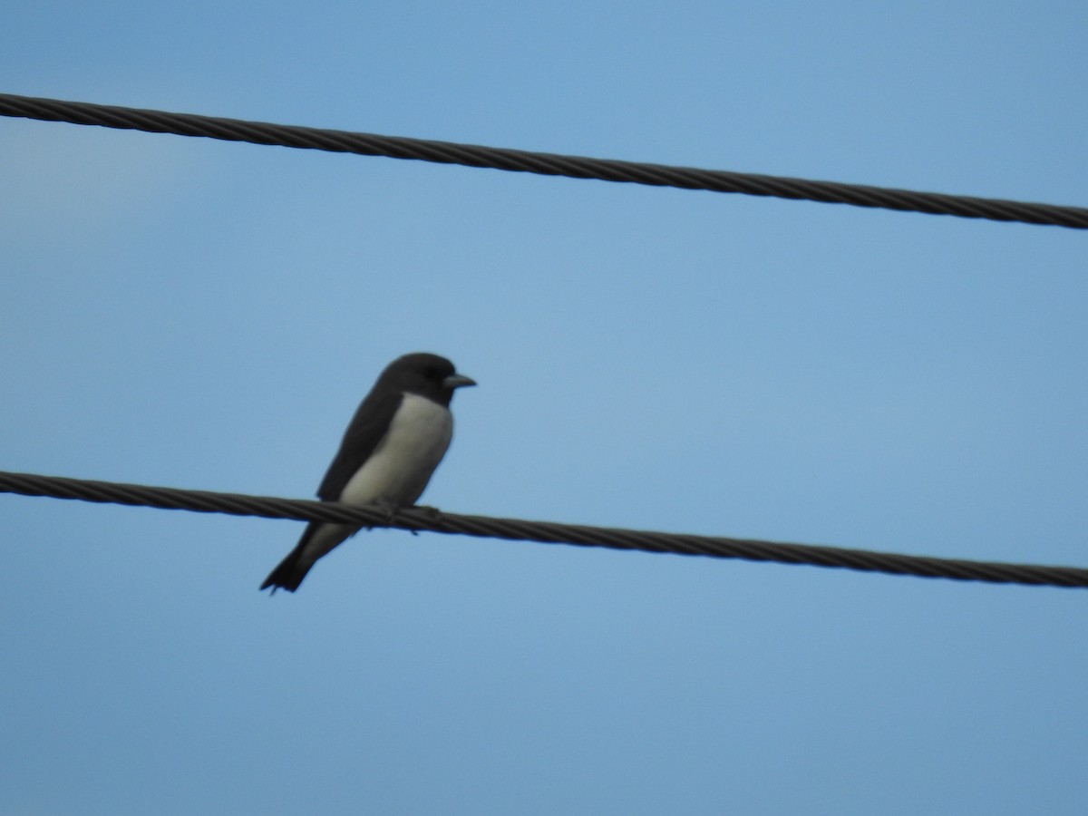 White-breasted Woodswallow - ML620664839
