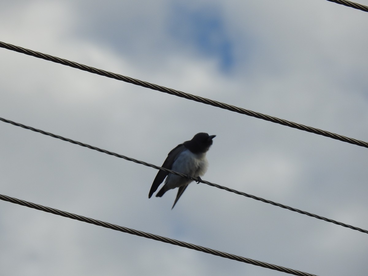 White-breasted Woodswallow - ML620664843