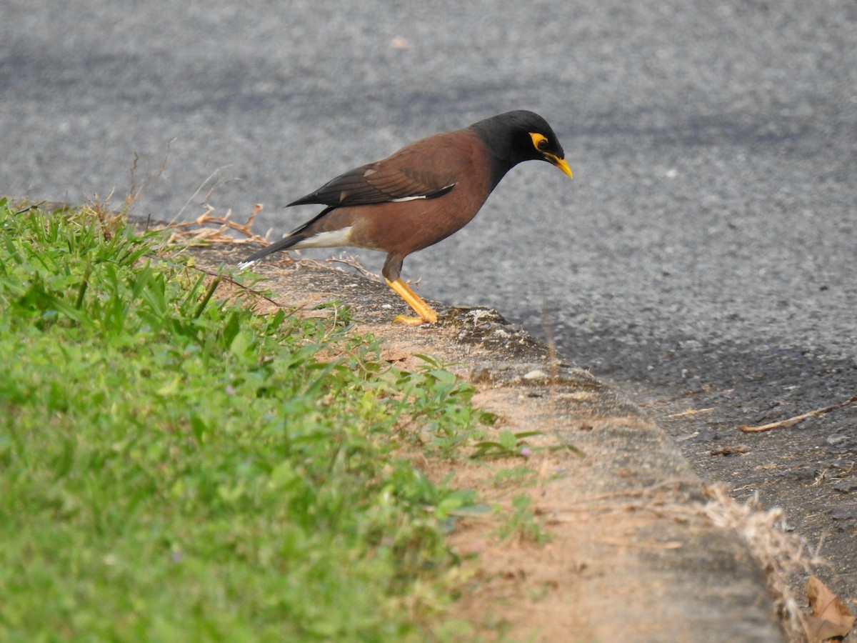 Common Myna - ML620664845