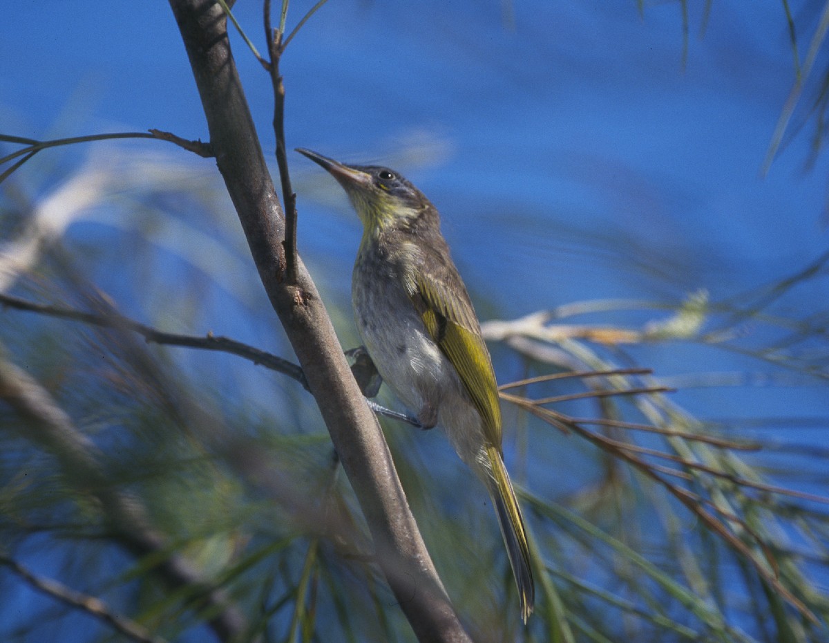 White-streaked Honeyeater - ML620664854