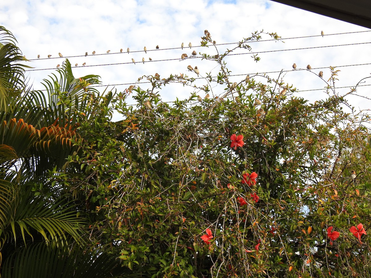 Chestnut-breasted Munia - ML620664862