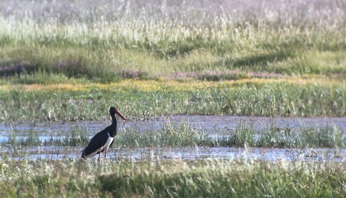 Black Stork - ML620664869