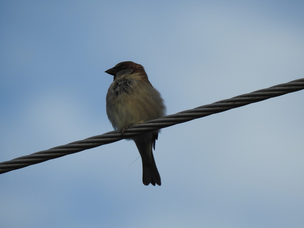 Moineau domestique - ML620664871