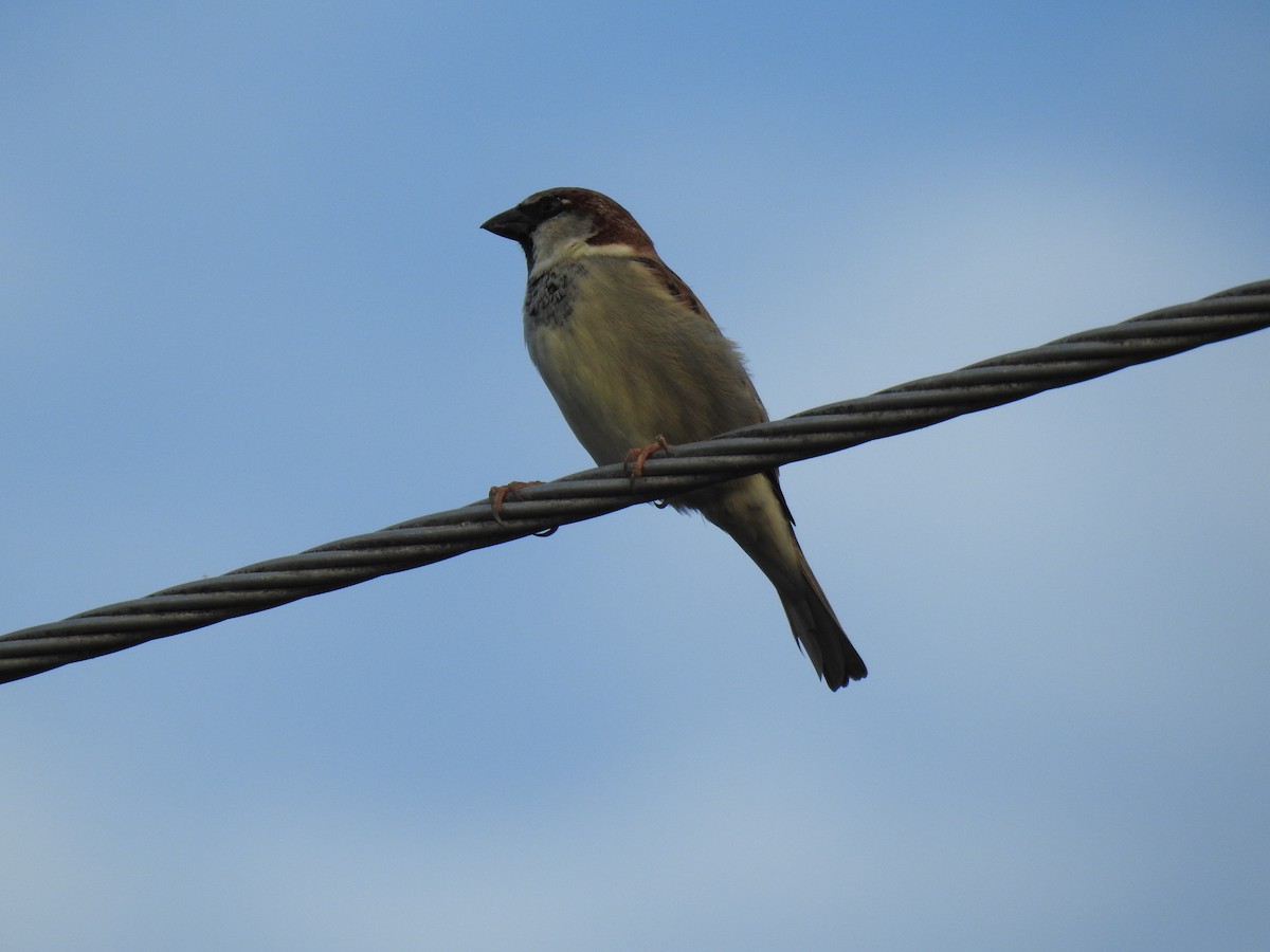 House Sparrow - ML620664872