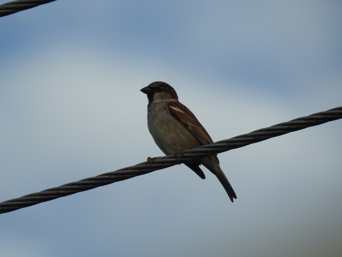 Moineau domestique - ML620664873