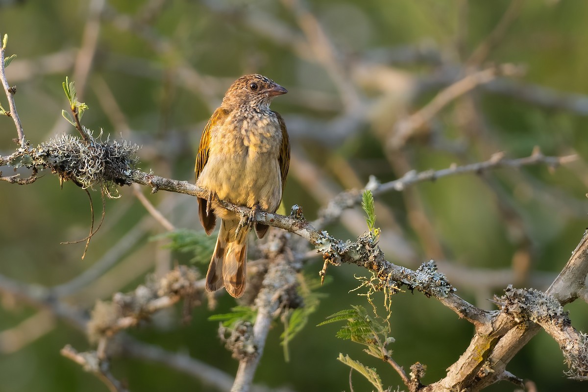 Scaly-throated Honeyguide - ML620664875