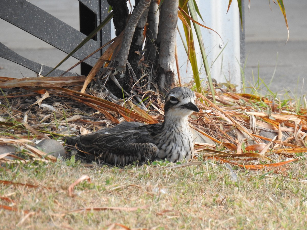 Bush Thick-knee - ML620664877