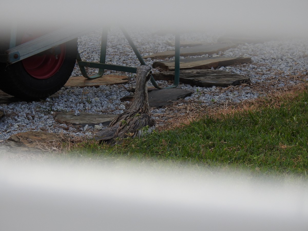 Bush Thick-knee - ML620664879