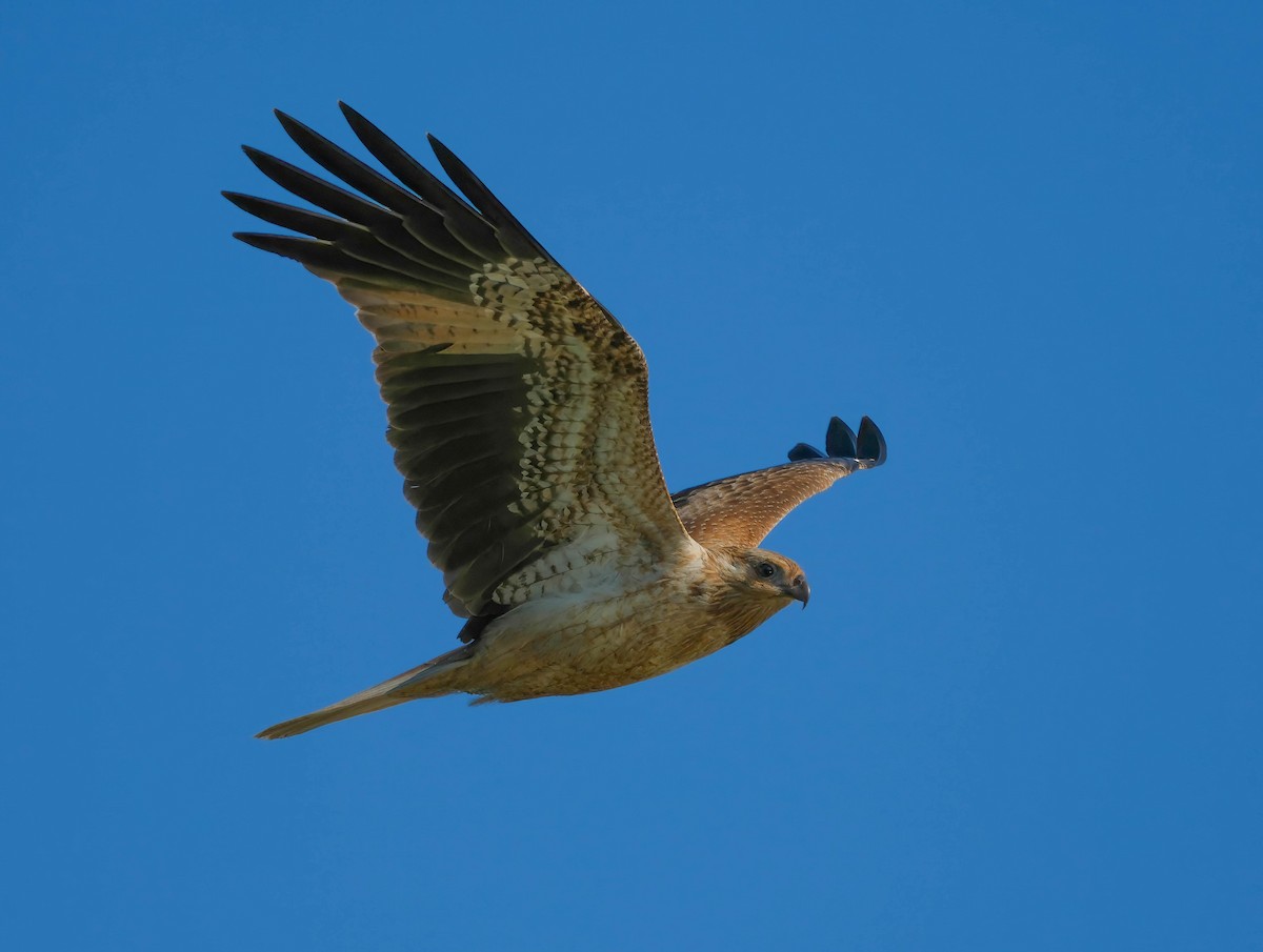 Whistling Kite - ML620664881