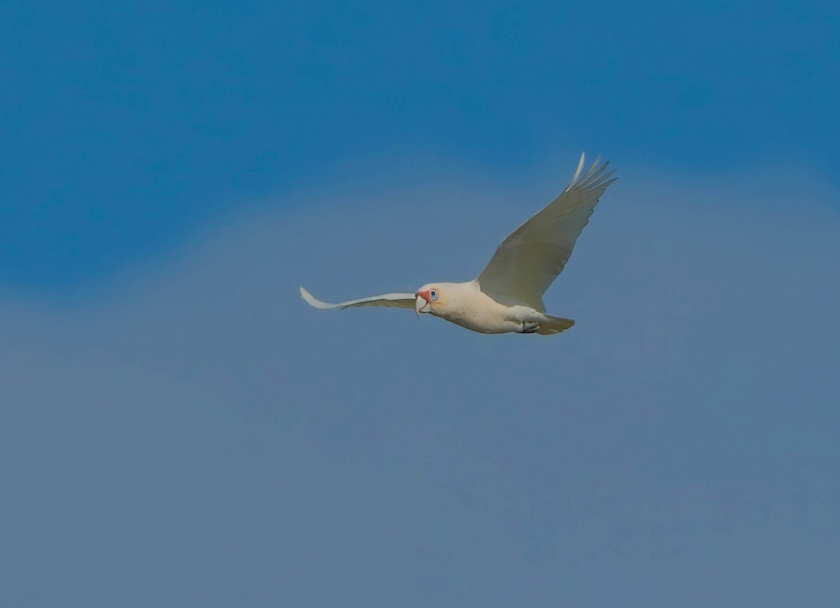 Long-billed Corella - ML620664882