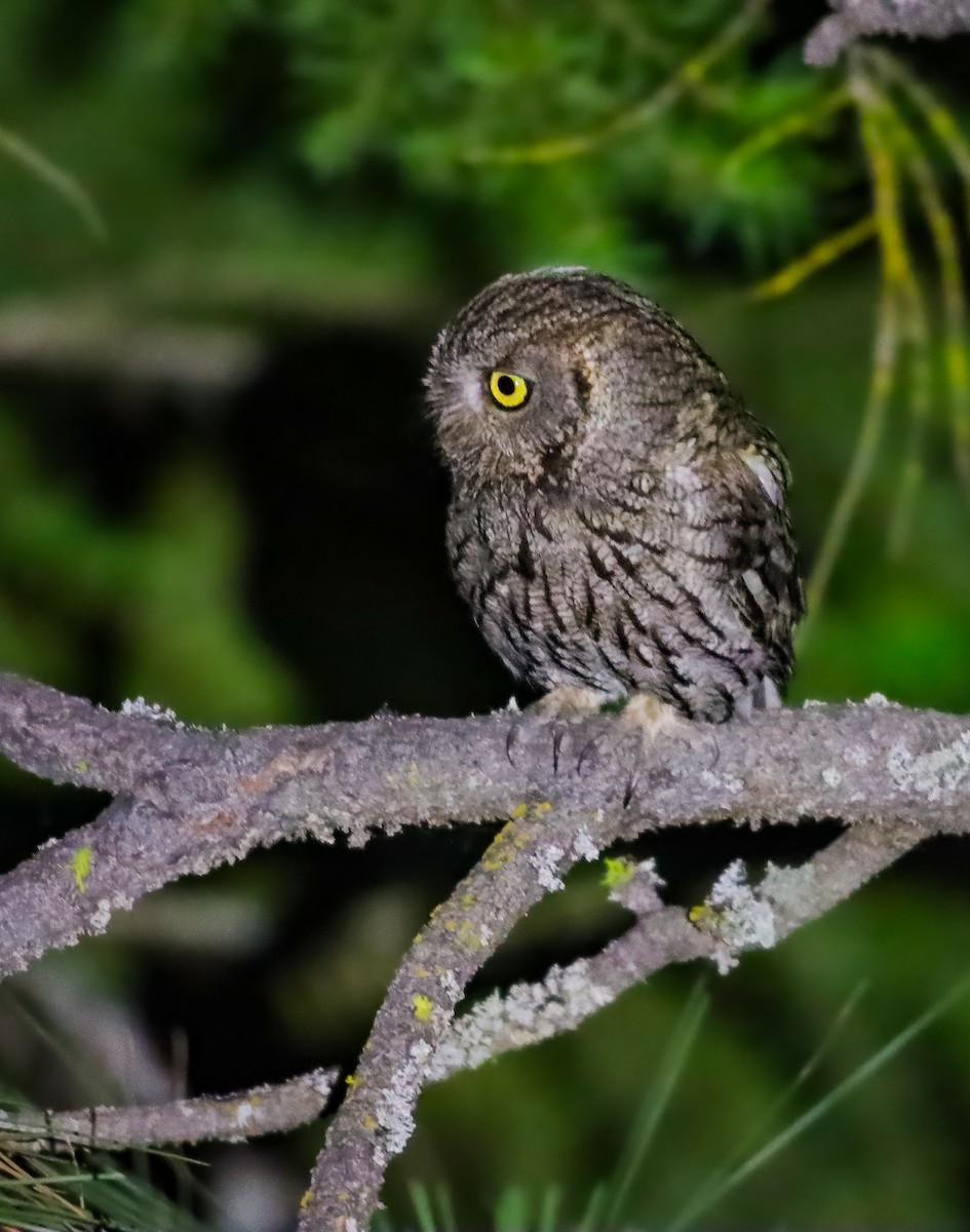 ニシアメリカオオコノハズク（kennicottii グループ） - ML620664883