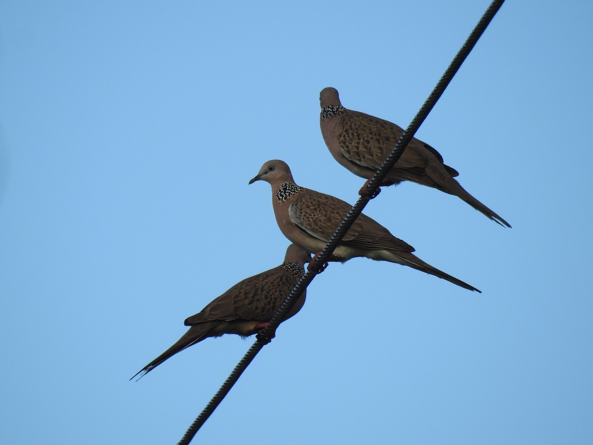 Spotted Dove - ML620664885