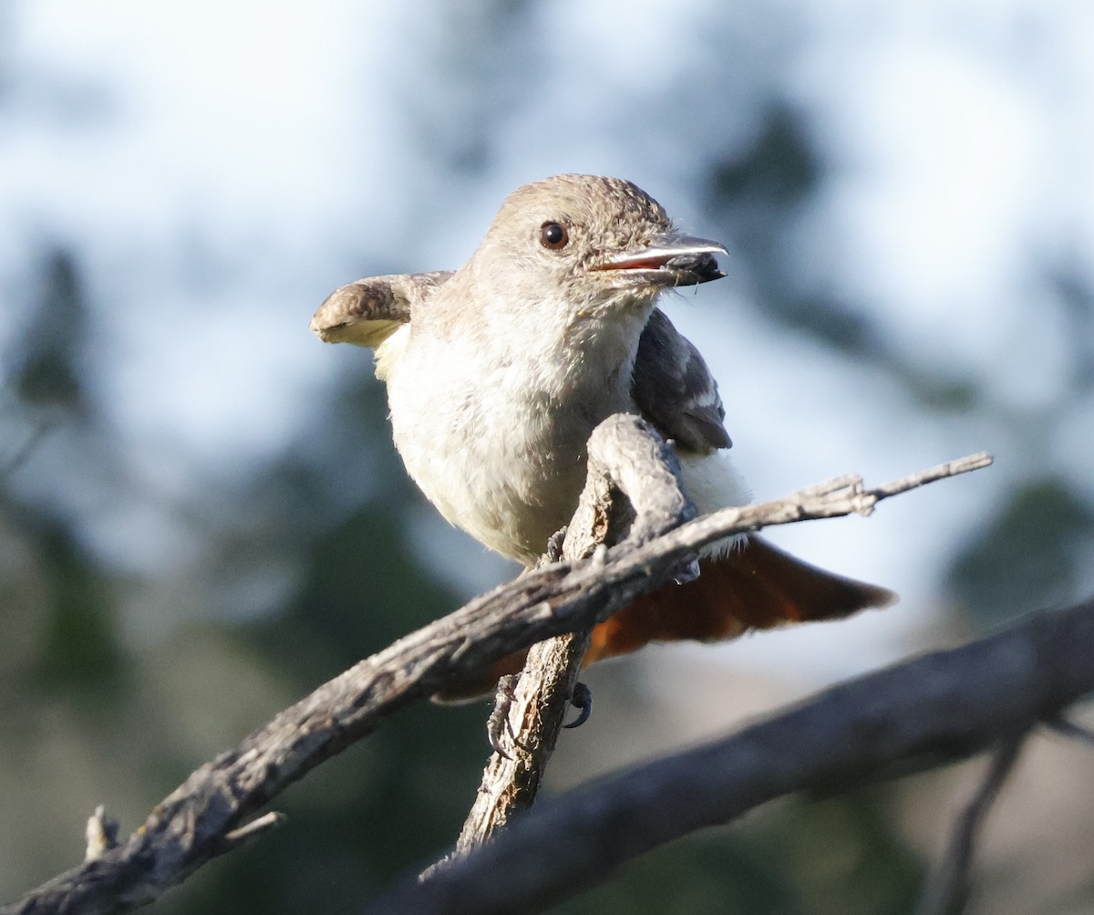 Ash-throated Flycatcher - ML620664886