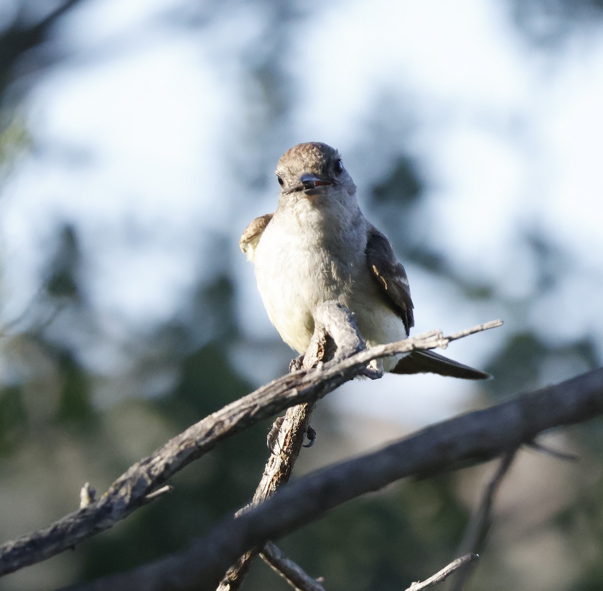 Ash-throated Flycatcher - ML620664887