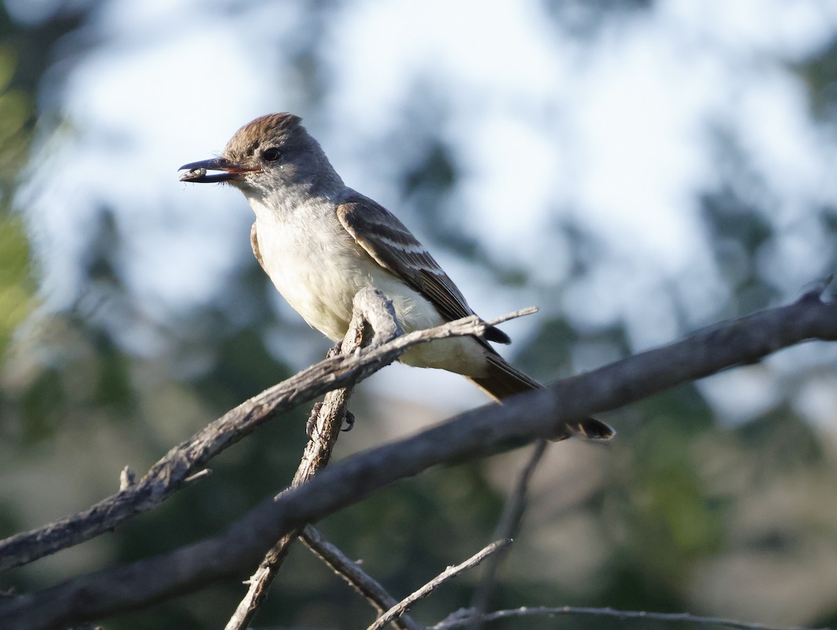 Ash-throated Flycatcher - ML620664888