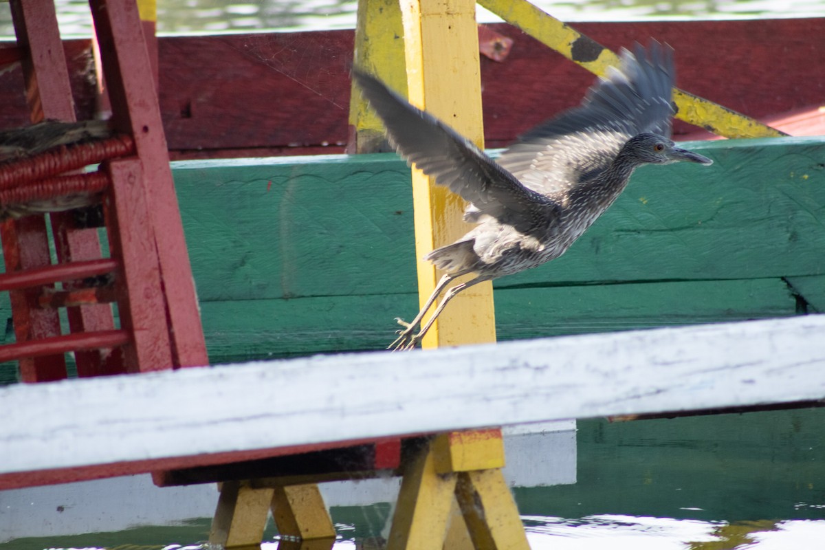 Yellow-crowned Night Heron - ML620664891