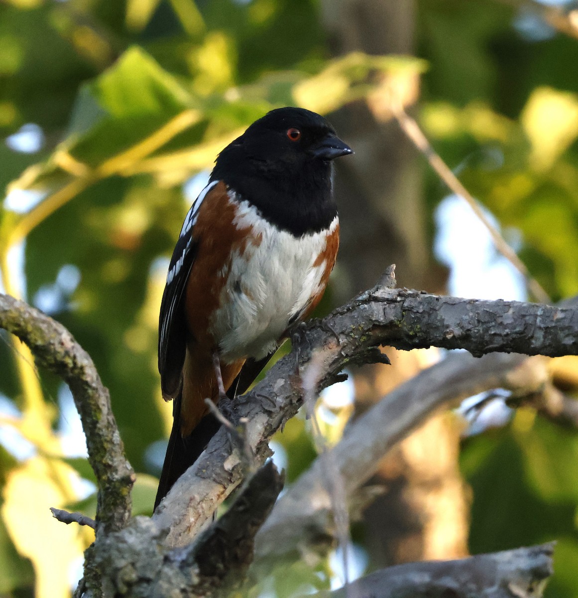 Spotted Towhee - ML620664895