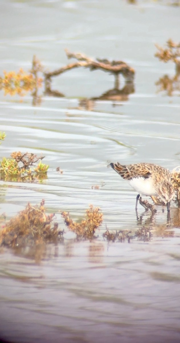 Little Stint - ML620664897