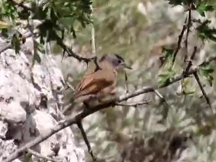 Spectacled Warbler - ML620664901