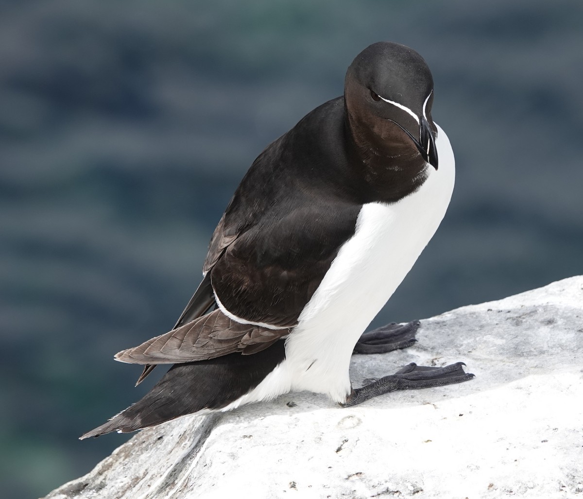 Razorbill - ML620664905