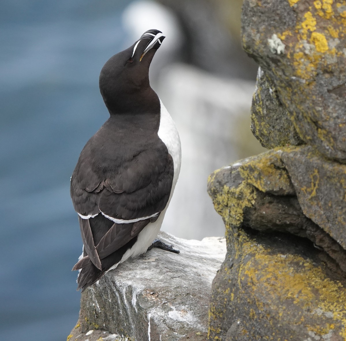 Razorbill - ML620664907