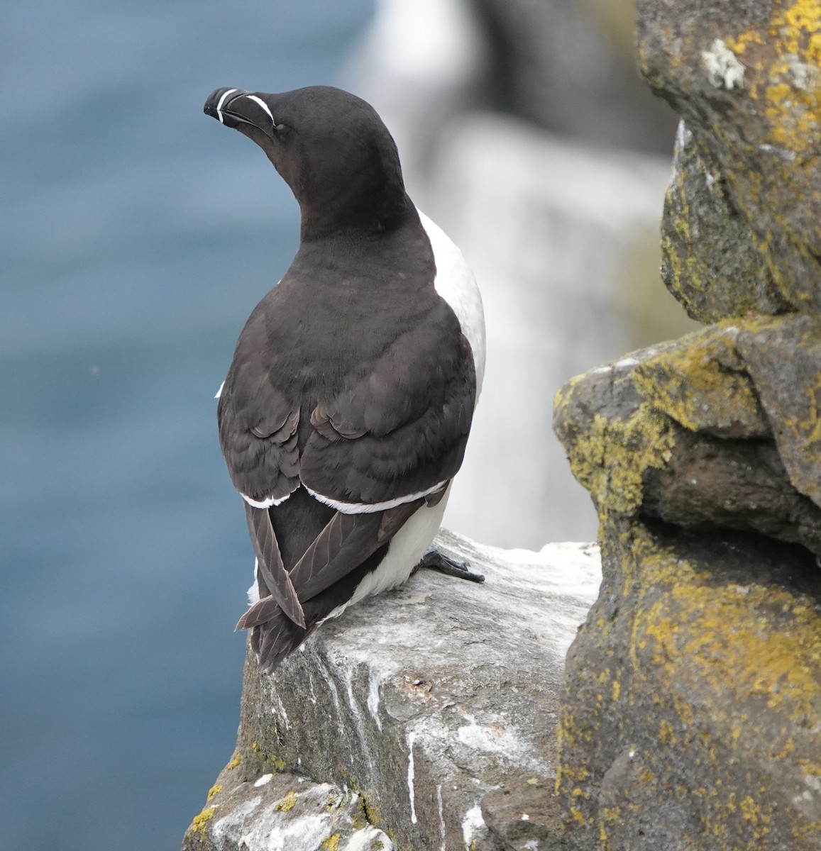 Razorbill - ML620664908