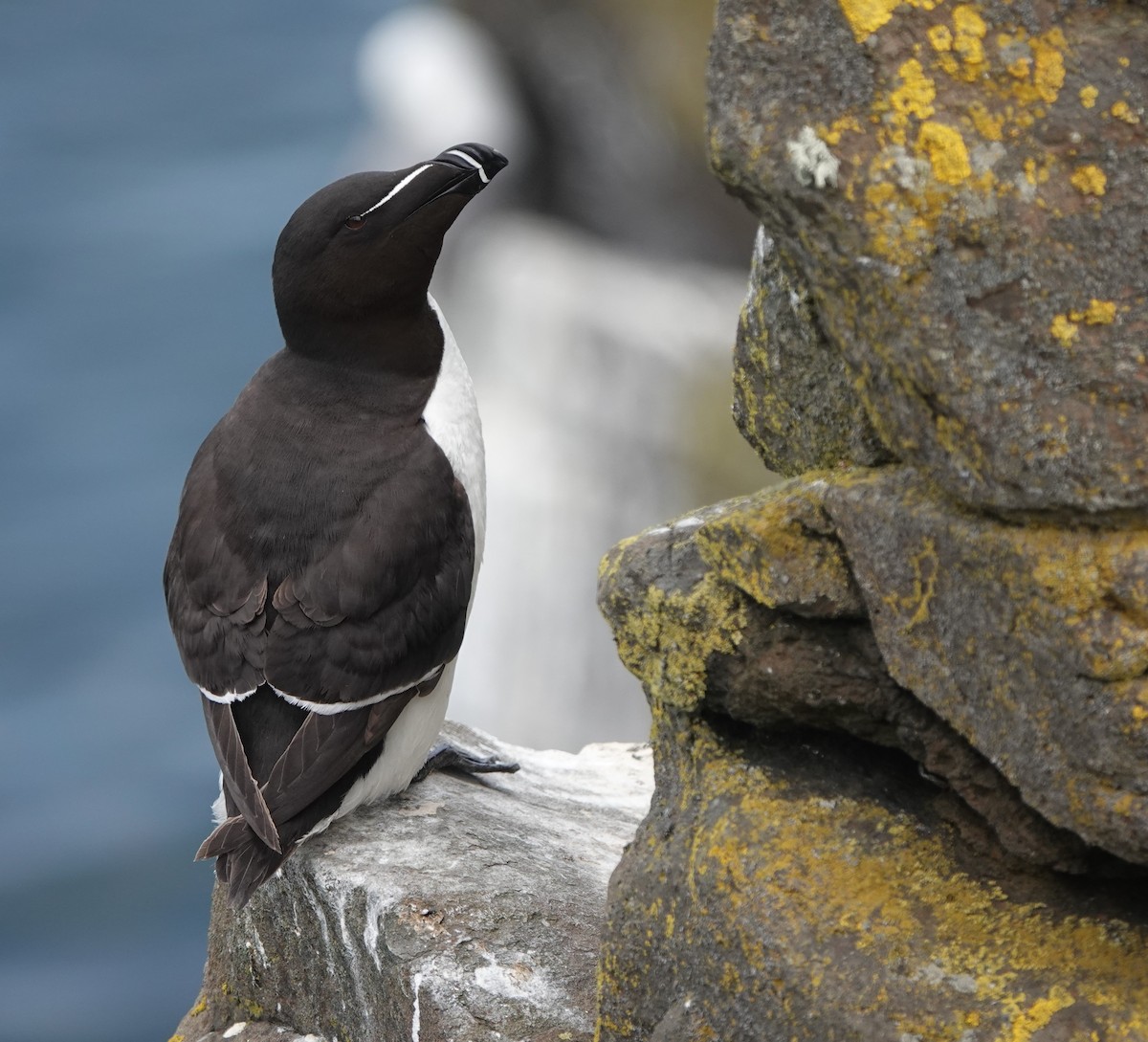 Razorbill - ML620664909