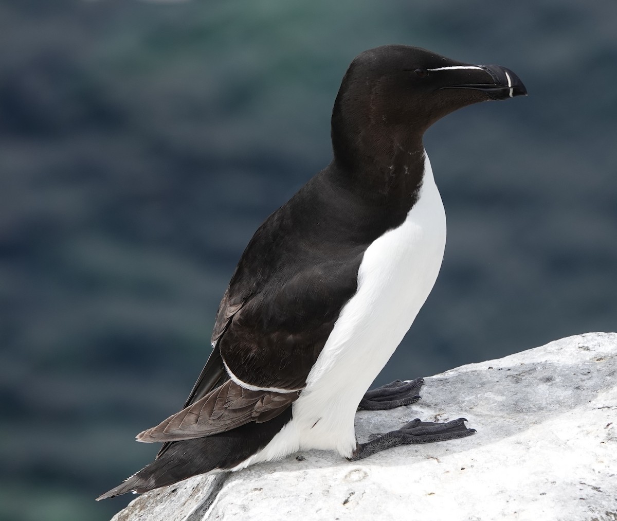 Razorbill - ML620664910