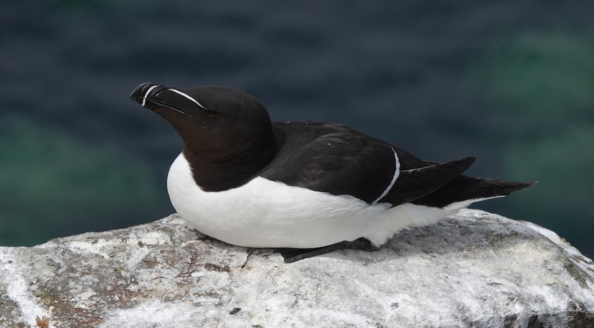 Razorbill - ML620664911