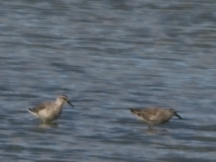 Red Knot - ML620664912