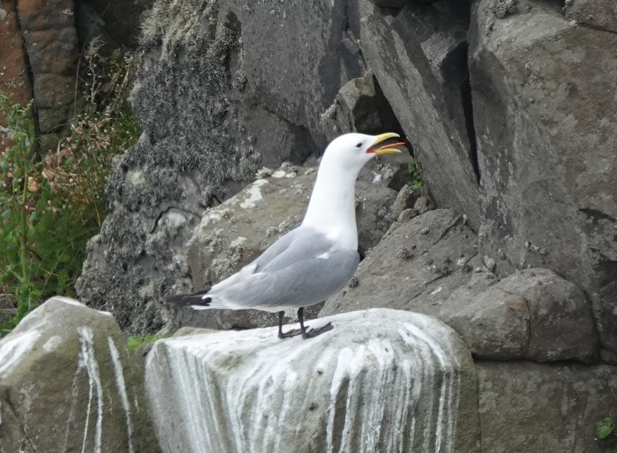 Mouette tridactyle - ML620664918