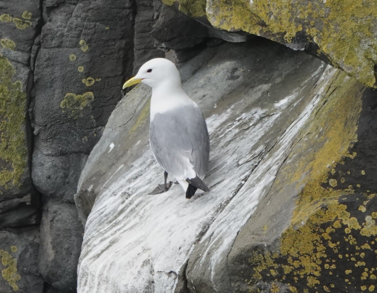 Black-legged Kittiwake - ML620664920