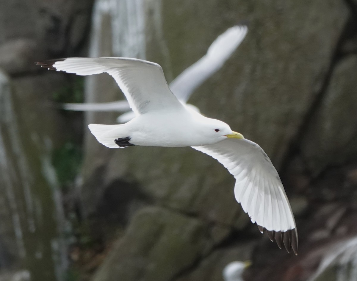 Black-legged Kittiwake - ML620664922