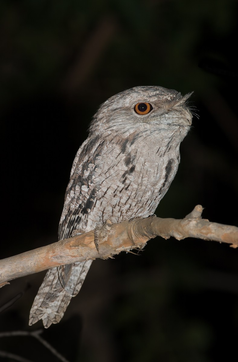 Tawny Frogmouth - ML620664924