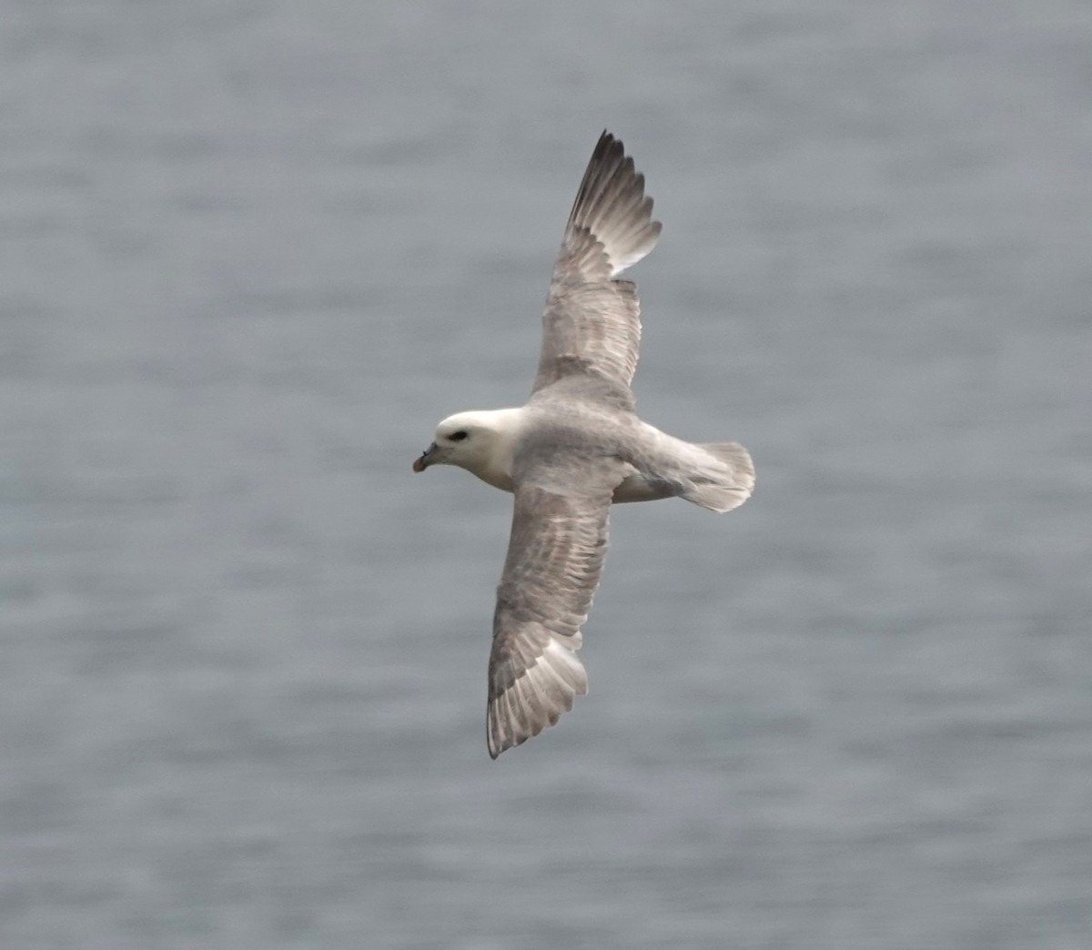 Northern Fulmar - ML620664934