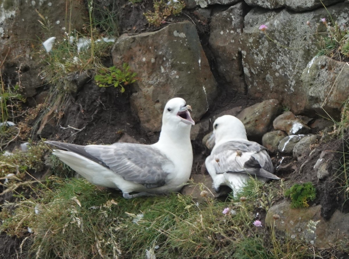 Northern Fulmar - Martin Pitt