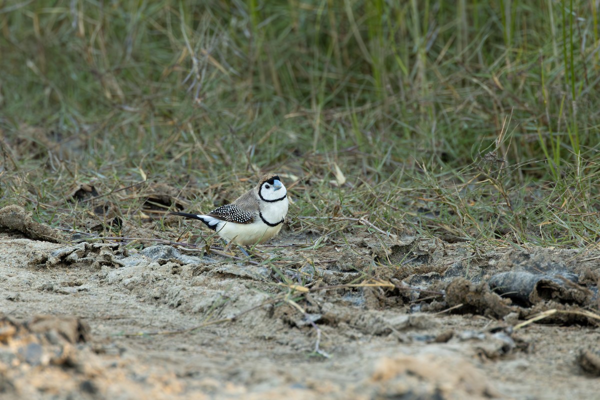 Double-barred Finch - ML620664938