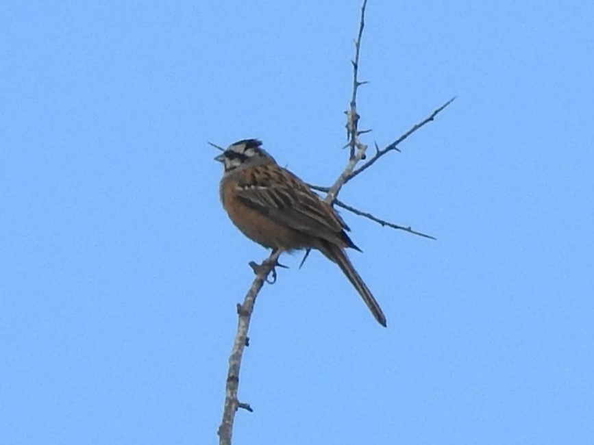 Rock Bunting - ML620664939