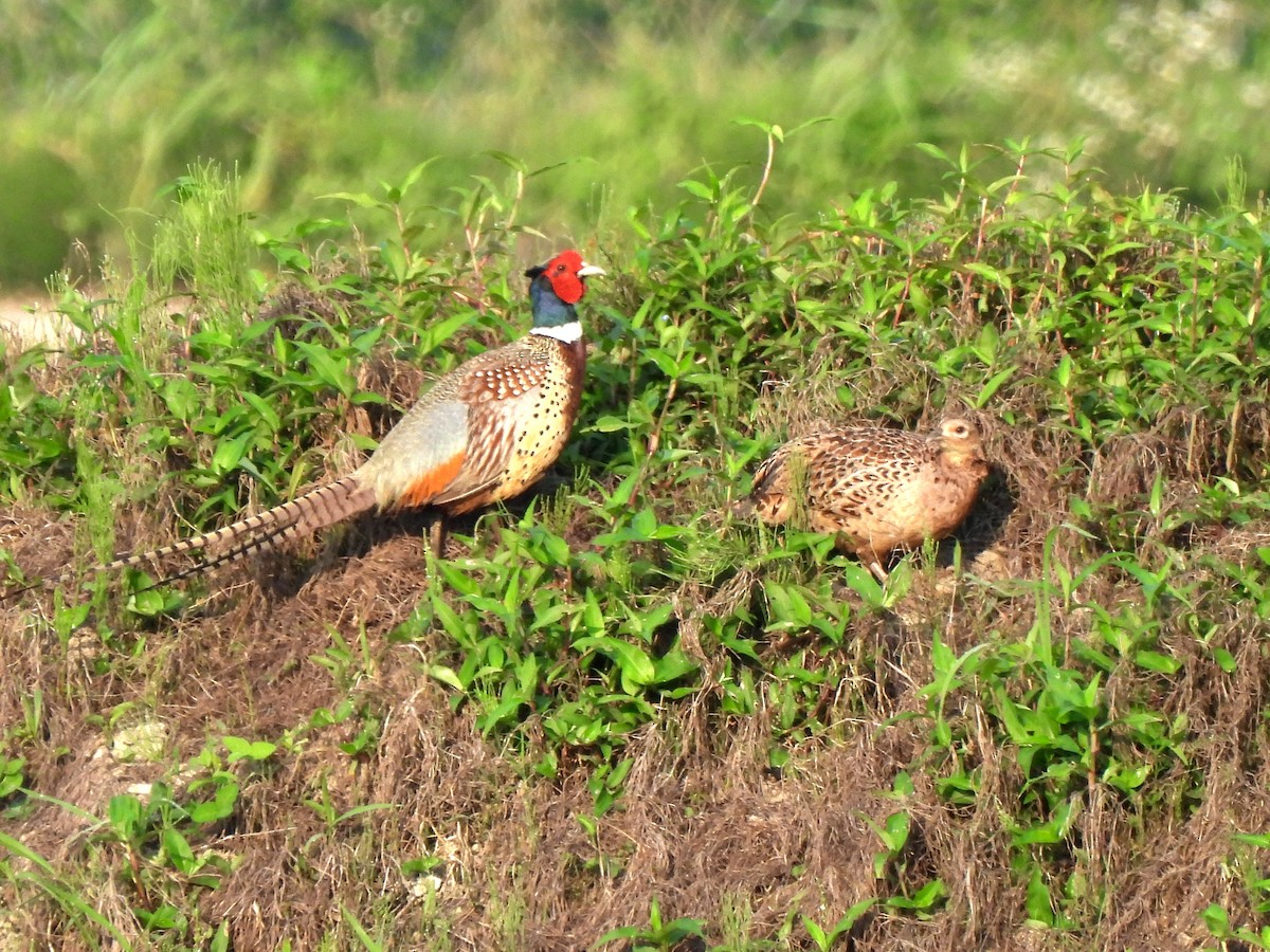 Ring-necked Pheasant - ML620664940