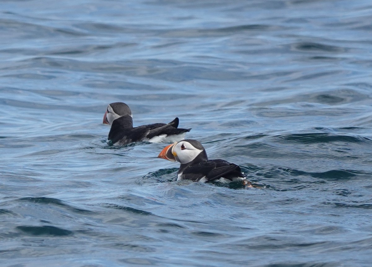 Atlantic Puffin - ML620664942