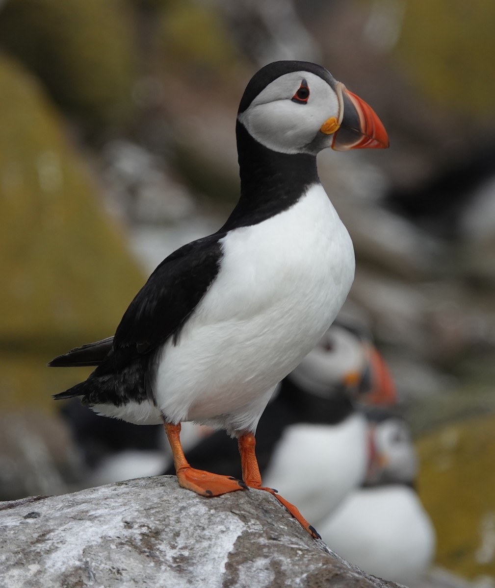 Atlantic Puffin - ML620664953