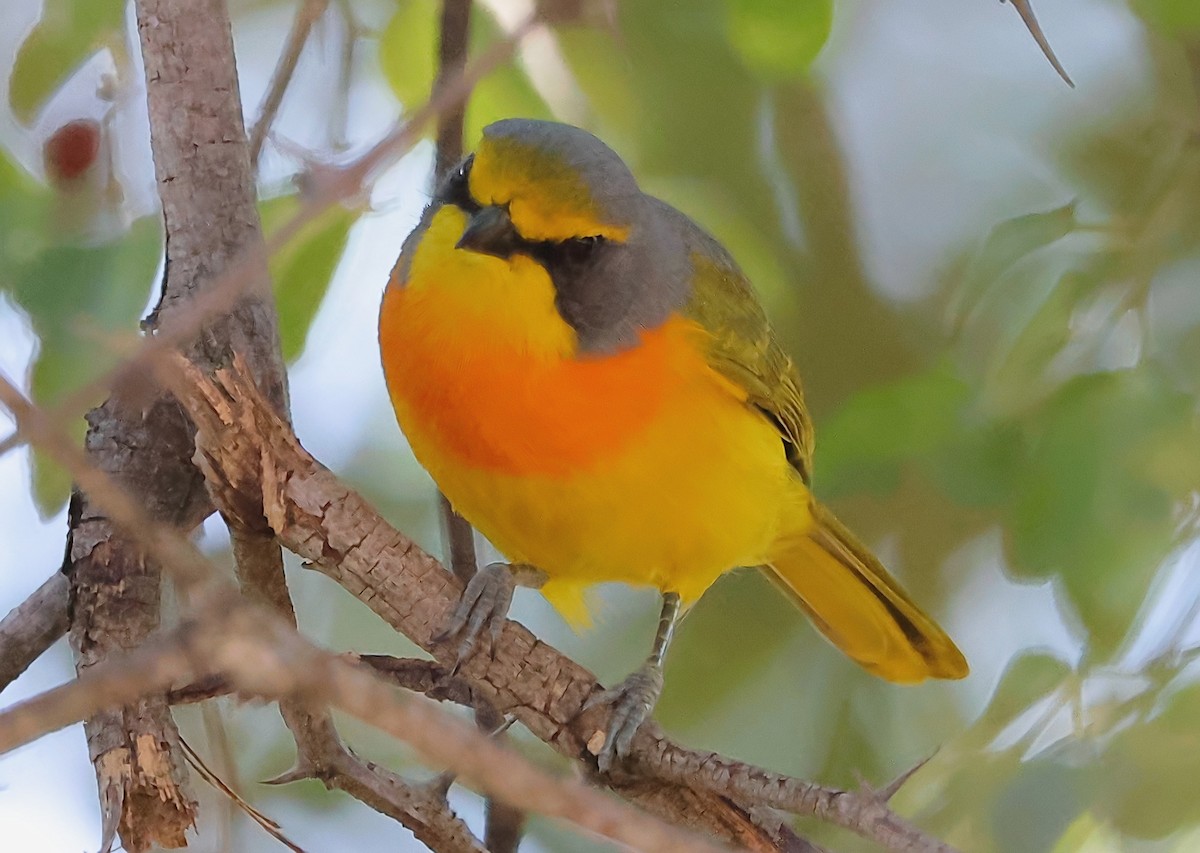 Sulphur-breasted Bushshrike - ML620664954