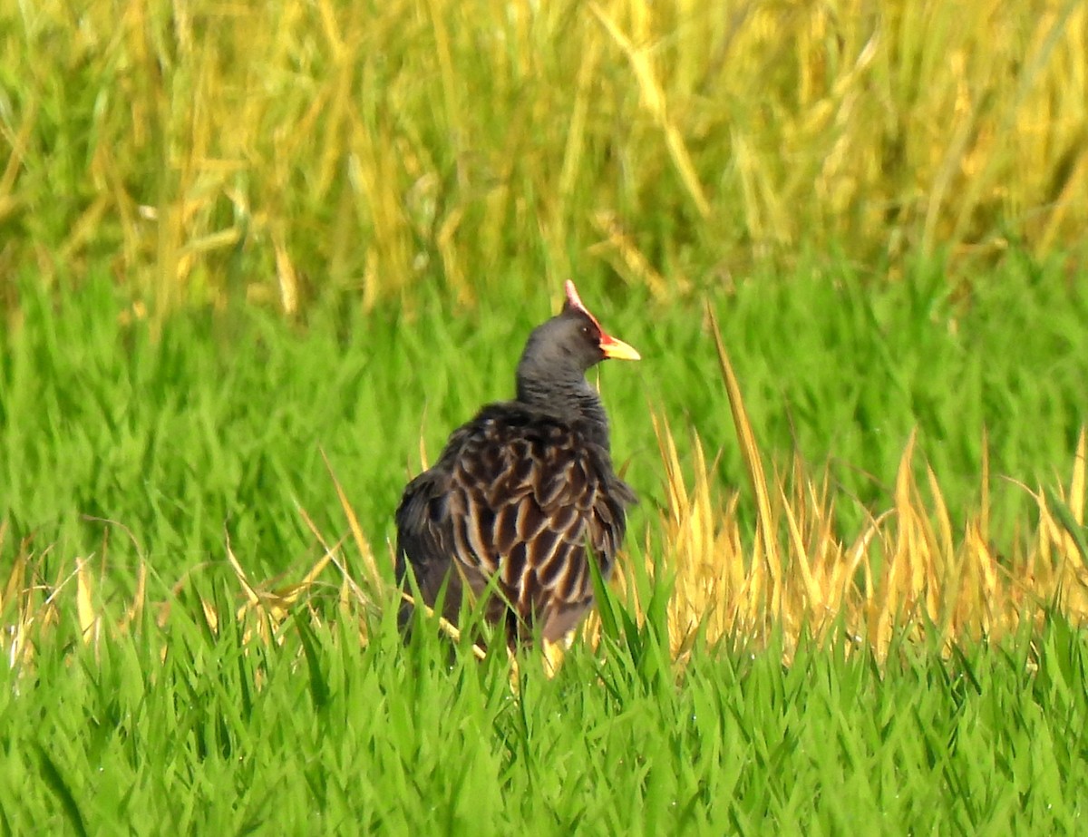 Watercock - ML620664956