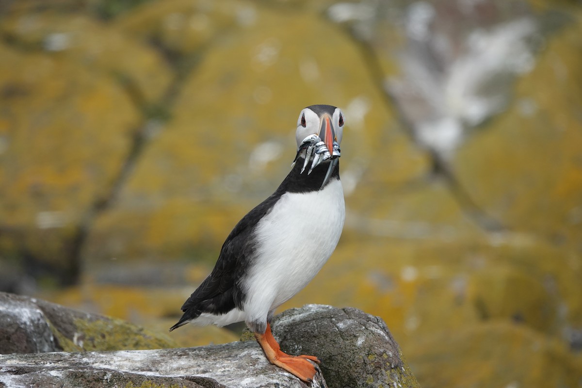 Atlantic Puffin - ML620664958