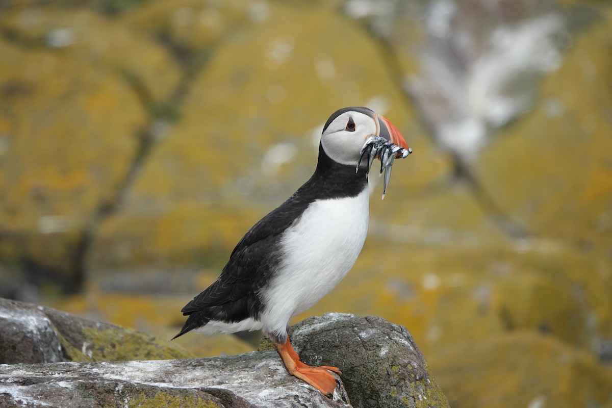 Atlantic Puffin - ML620664959