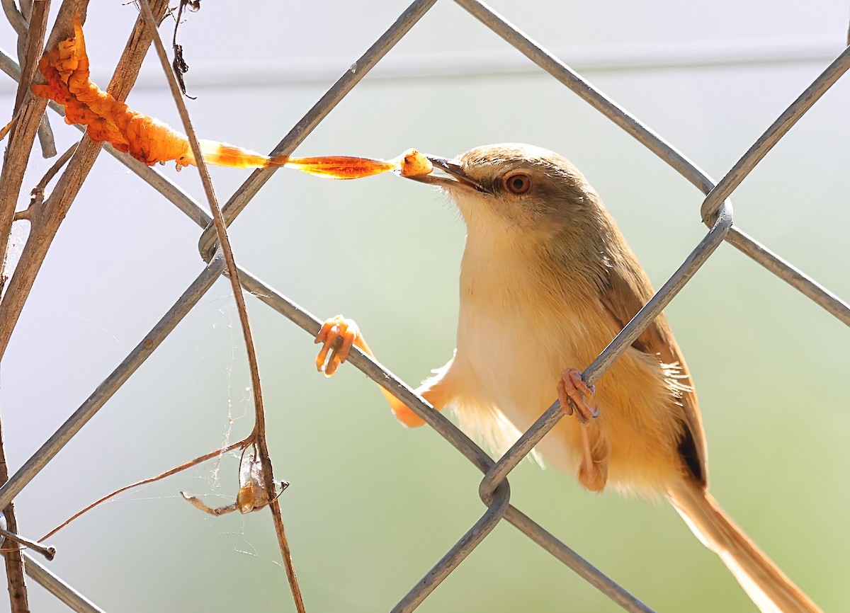 Tawny-flanked Prinia - ML620664962