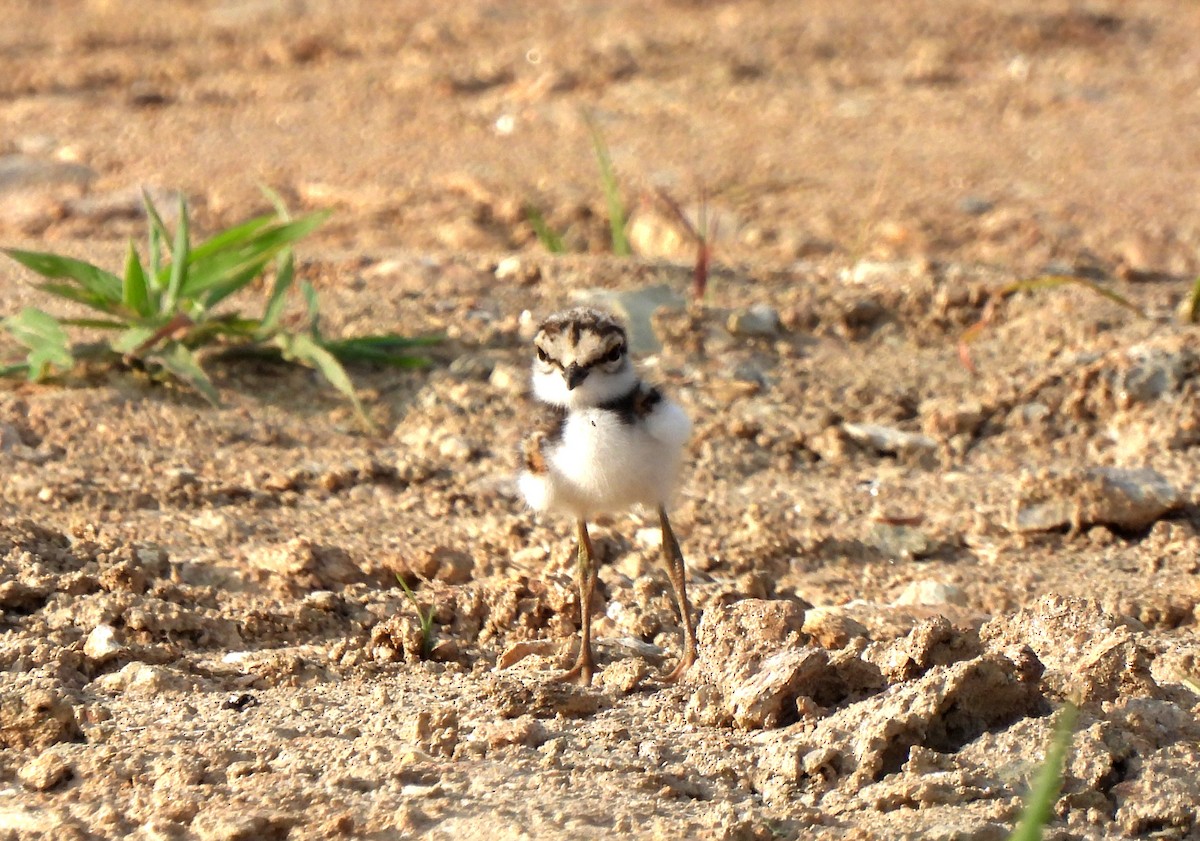 Little Ringed Plover - ML620664963