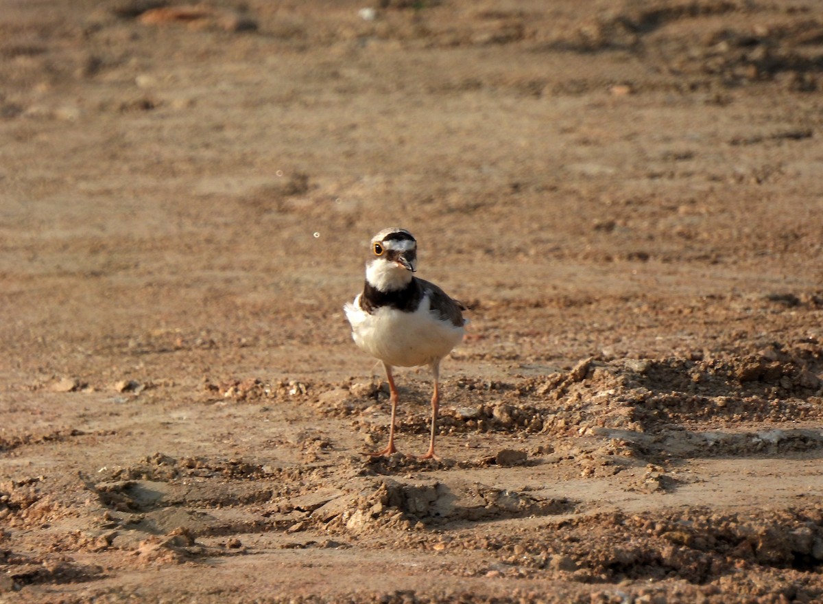 Little Ringed Plover - ML620664966