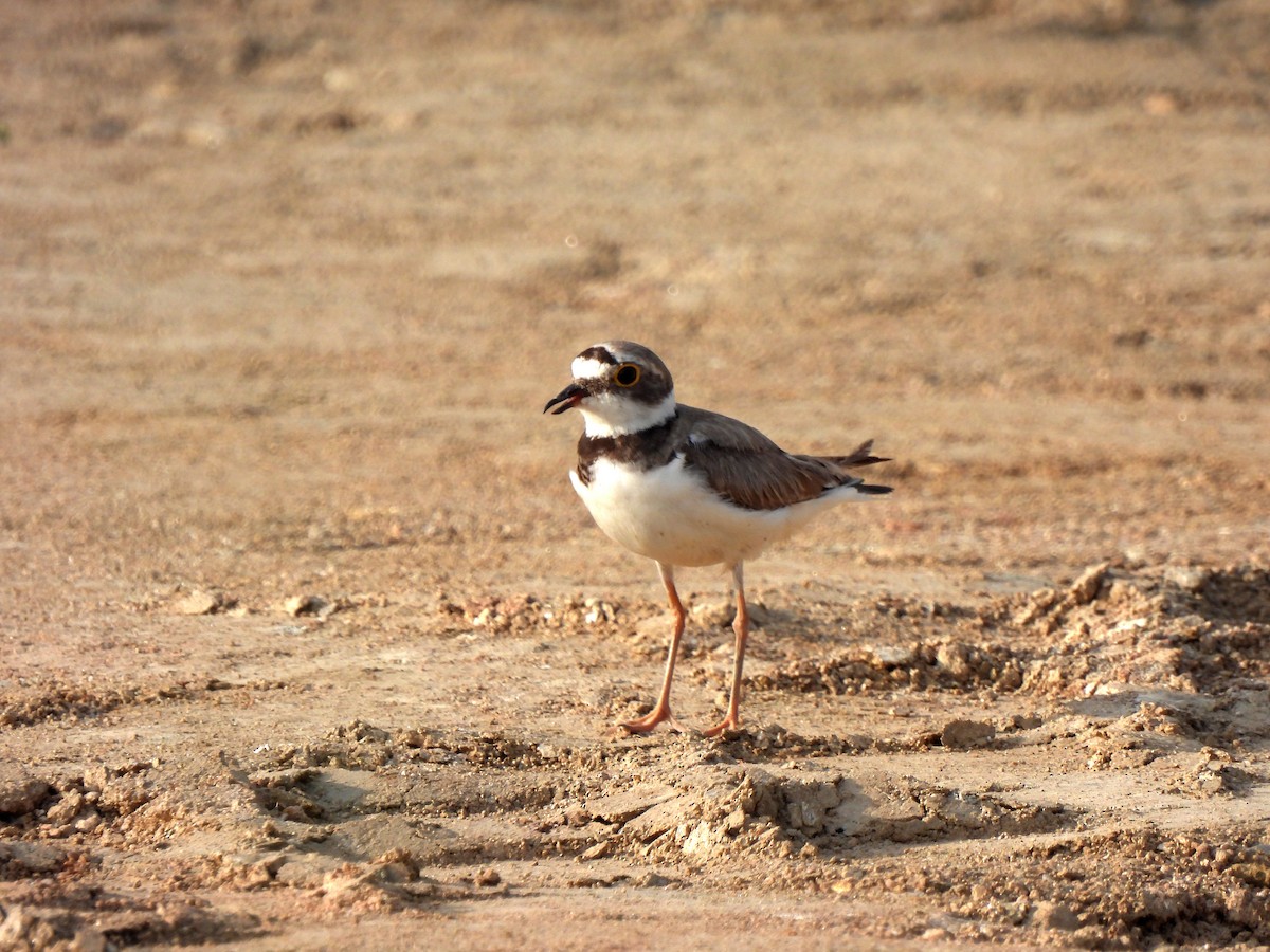 Little Ringed Plover - ML620664967