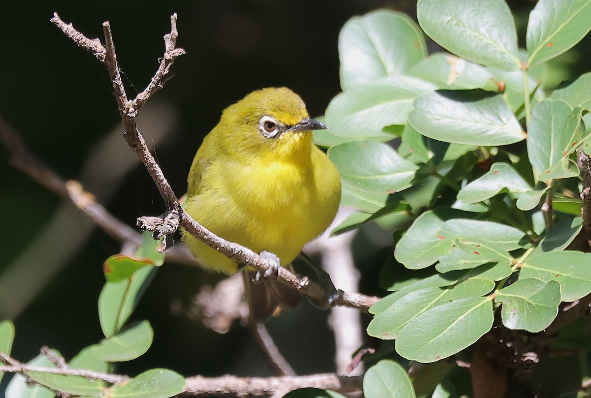 Cape White-eye (Green) - ML620664969